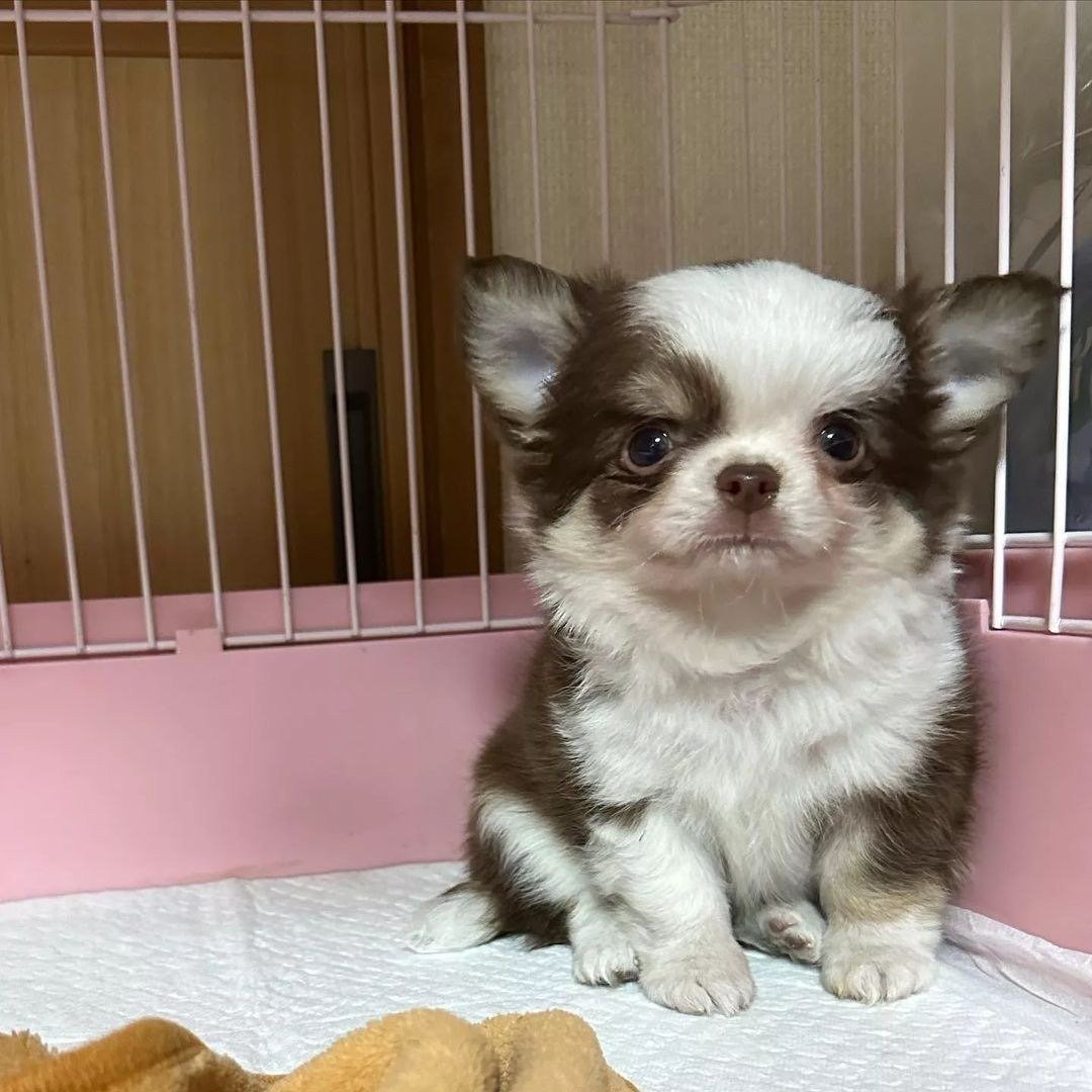 Coco/female - Image 2