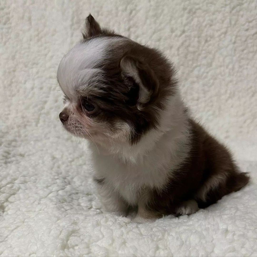 Coco/female - Image 4