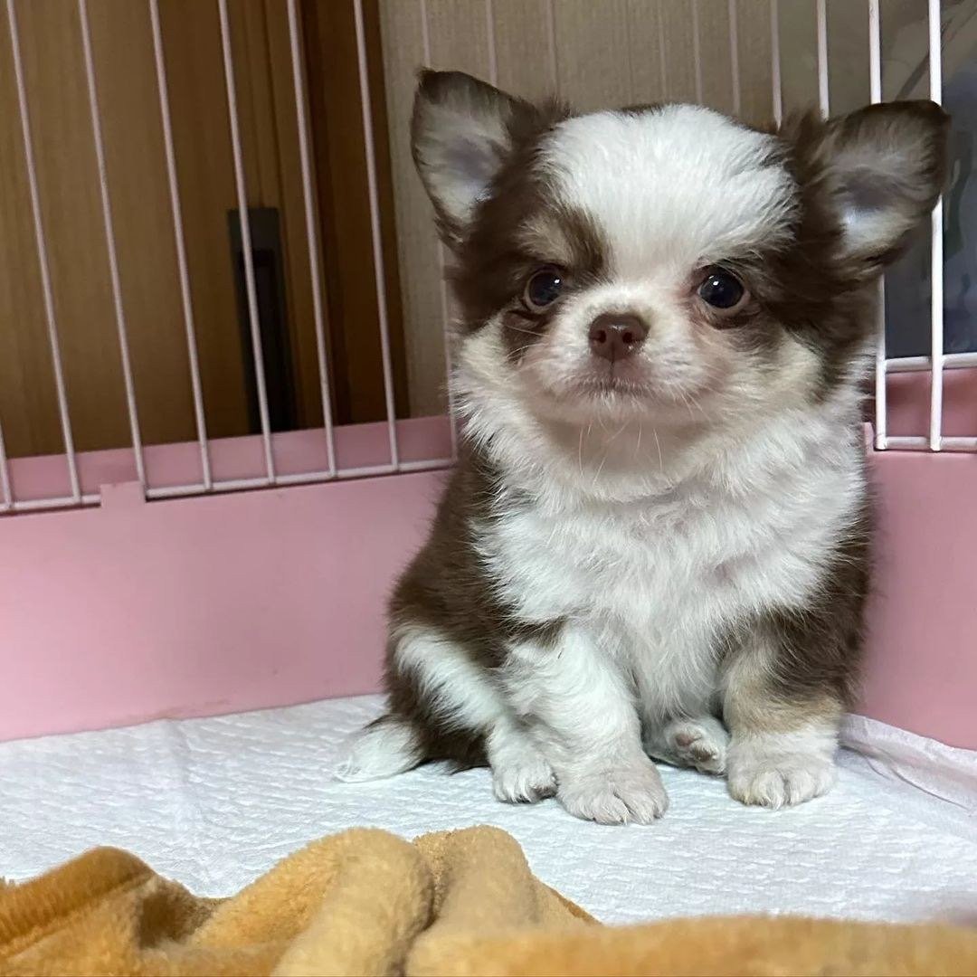 Coco/female